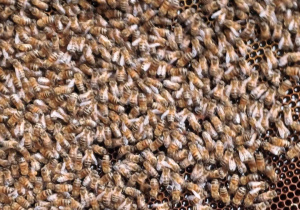 Pszczoły w pasiece w Lipce